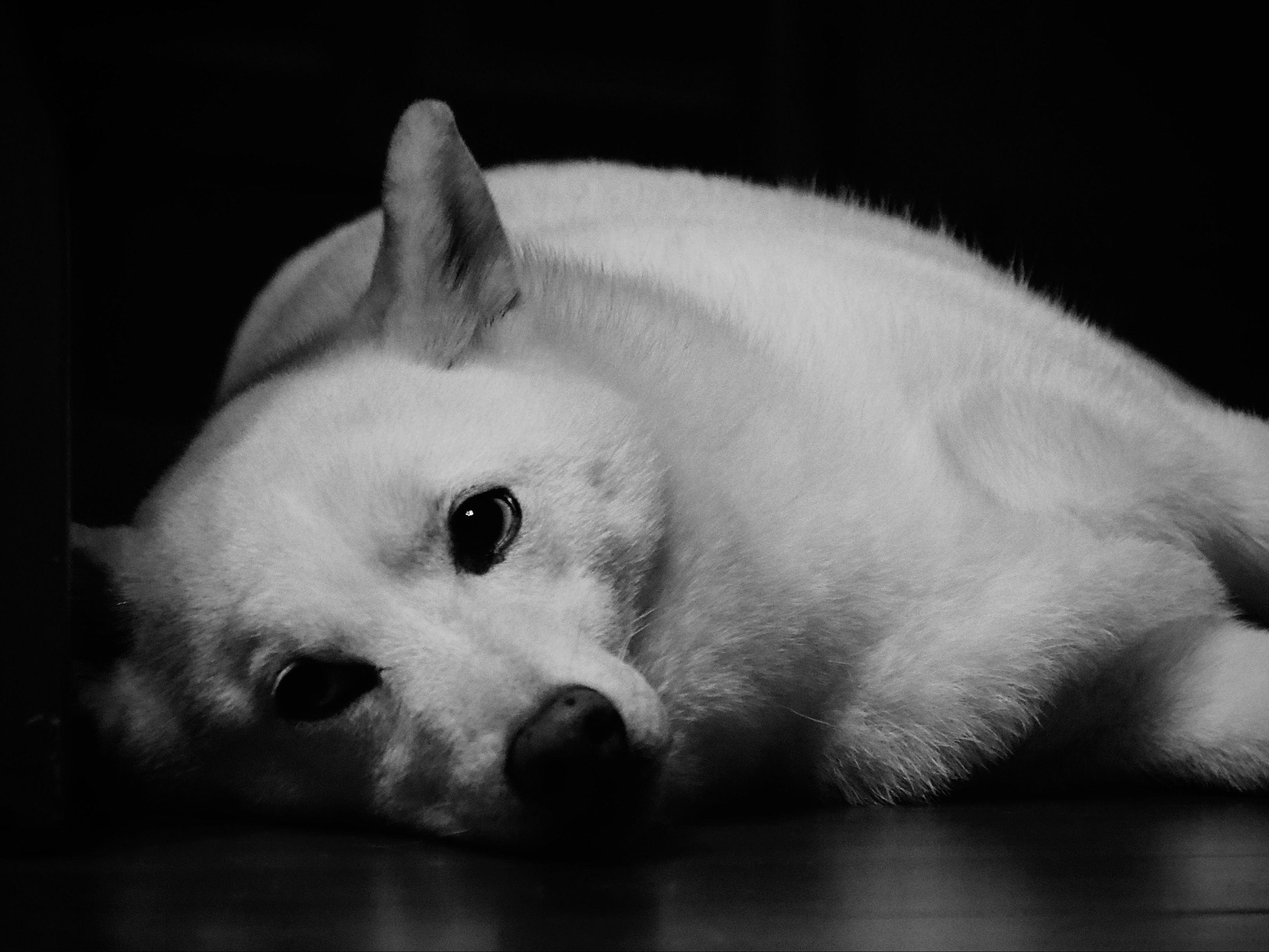 🐶 街拍照片